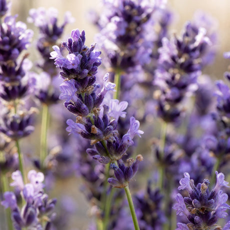 Lavender — Single-Note Essential Oil
