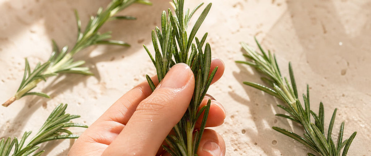 Botanical Origin