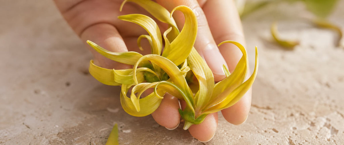 Botanical Origin