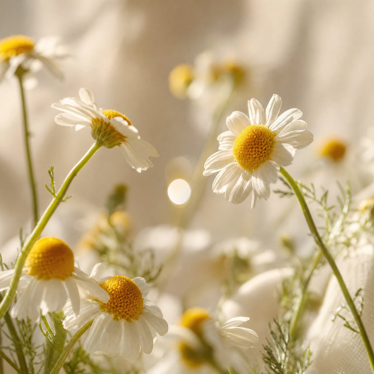 Chamomile — Single-Note Essential Oil