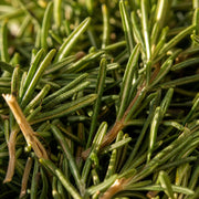 Rosemary — Single-Note Essential Oil
