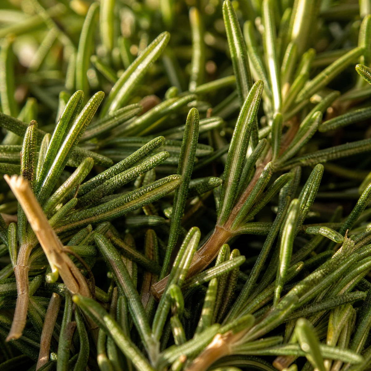Rosemary — Single-Note Essential Oil