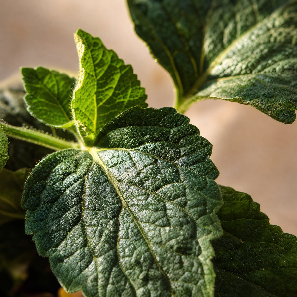 Patchouli - Single-Note Essential Oil