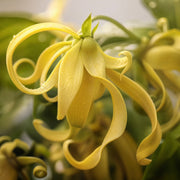 Ylang Ylang — Single-Note Essential Oil