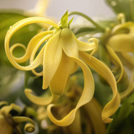 Ylang Ylang — Single-Note Essential Oil