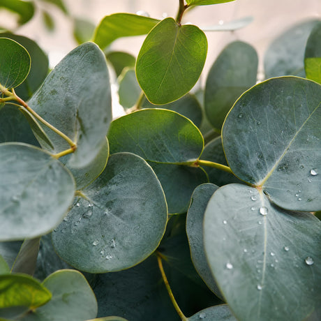 Eucalyptus — Single-Note Essential Oil