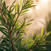 Tea Tree — Single-Note Essential Oil