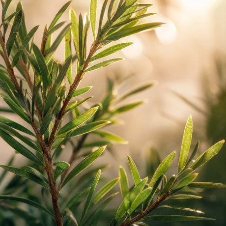 Tea Tree — Single-Note Essential Oil